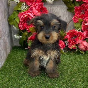 Yorkshire Terrier Puppy Brady
