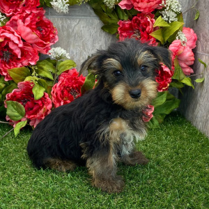 Yorkshire Terrier Puppy Brady