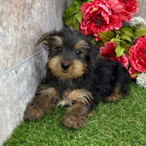 Yorkshire Terrier Puppy Brady