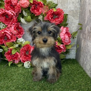 Yorkshire Terrier Puppy Brady