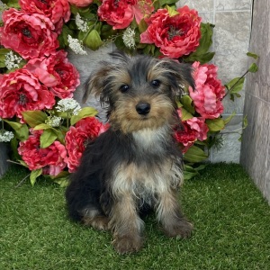 Yorkshire Terrier Puppy Brady