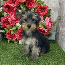 Yorkshire Terrier Puppy Brady