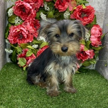 Yorkshire Terrier Puppy Brady