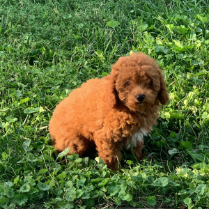 Poodle Puppy Sue