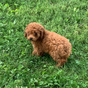 Poodle Puppy Sue