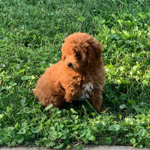Poodle Puppy Sue
