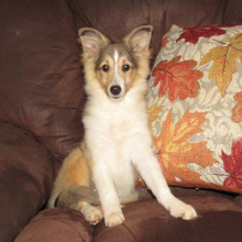 Shetland Sheepdog Puppy Tobin