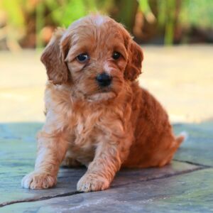 Goldendoodle Puppy Candi