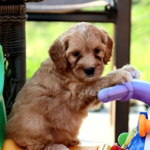 Goldendoodle Puppy Candi