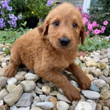 Goldendoodle Puppy Flora