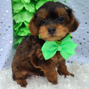 Yorkiepoo Puppy Harley