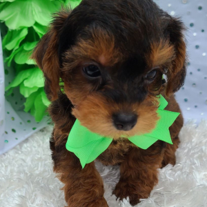Yorkiepoo Puppy Harley