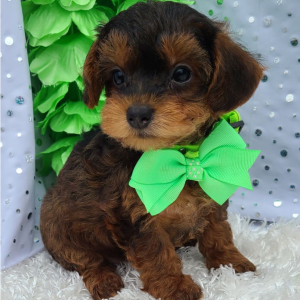 Yorkiepoo Puppy Harley