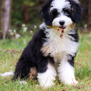 Bernedoodle Puppy Pamela