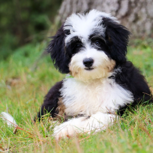 Bernedoodle Puppy Pamela