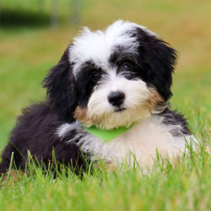 Bernedoodle Puppy Pamela