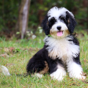 Bernedoodle Puppy Pamela