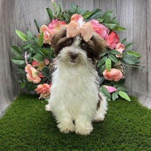 Havanese Puppy Cassie