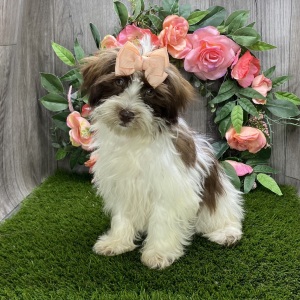 Havanese Puppy Cassie
