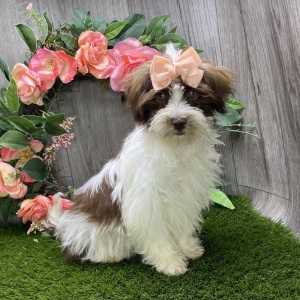 Havanese Puppy Cassie