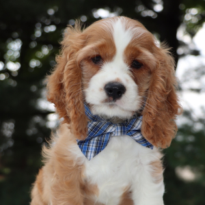 Cocker Spaniel Puppy Henry