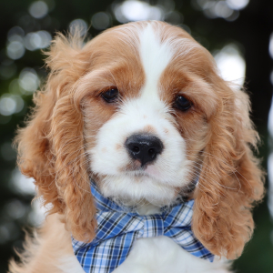 Cocker Spaniel Puppy Henry