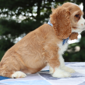 Cocker Spaniel Puppy Henry