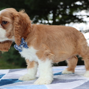 Cocker Spaniel Puppy Henry