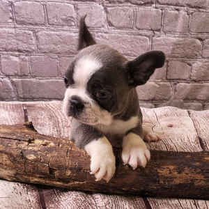 Frenchton Puppy Clark