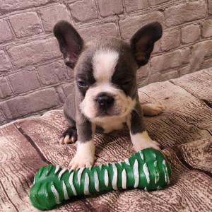 Frenchton Puppy Clark