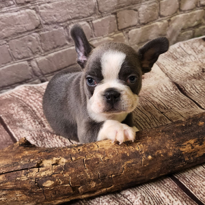 Frenchton Puppy Clark