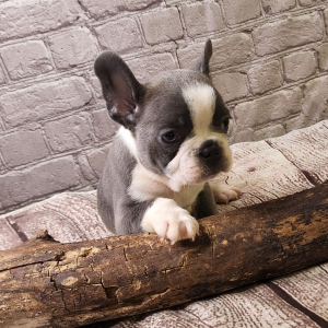 Frenchton Puppy Clark