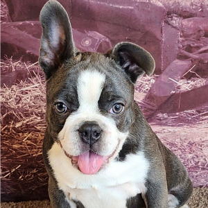 Frenchton Puppy Clark