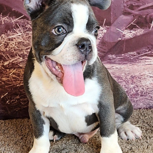 Frenchton Puppy Clark