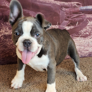 Frenchton Puppy Clark