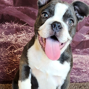 Frenchton Puppy Clark