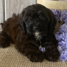 Cavapoo Puppy Andy