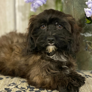 Cavapoo Puppy Andy
