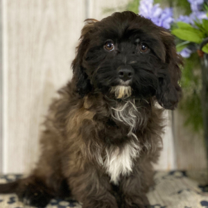 Cavapoo Puppy Andy
