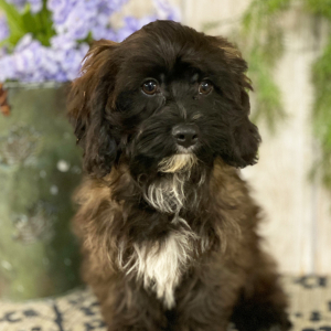 Cavapoo Puppy Andy