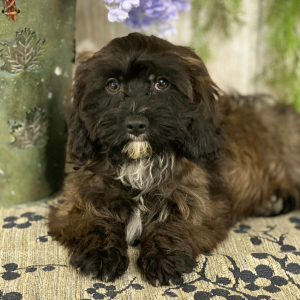 Cavapoo Puppy Andy