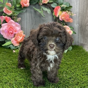 Havapoo Puppy Mavis