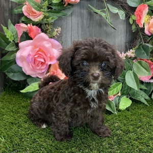 Havapoo Puppy Mavis