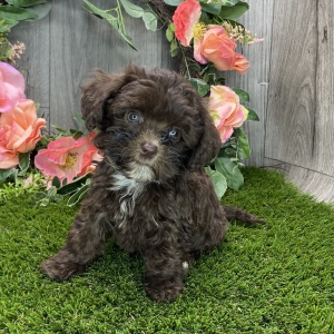 Havapoo Puppy Mavis