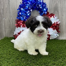 Havanese Puppy Damian