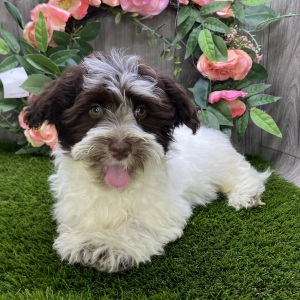 Havanese Puppy Damian