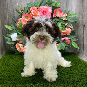 Havanese Puppy Damian