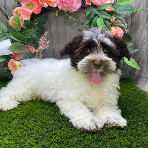 Havanese Puppy Damian