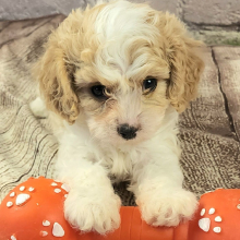 Cavapoo Puppy Ryley