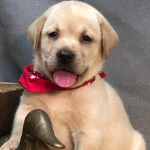 Labrador Retriever Puppy Fanks